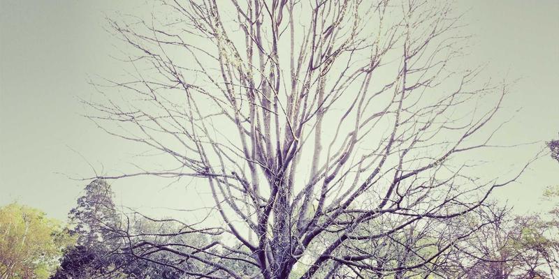 从自然住宿到绿色旅游：特色民宿预订案例的深度解析与行业启示