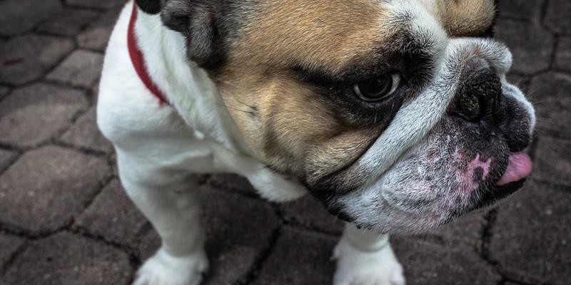 卡拉小屋：用民宿预订应用开启绿色旅游新体验