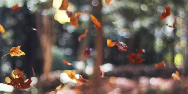 节假日民宿预订全攻略：抢心仪房源避涨价，开启绿色旅游新体验